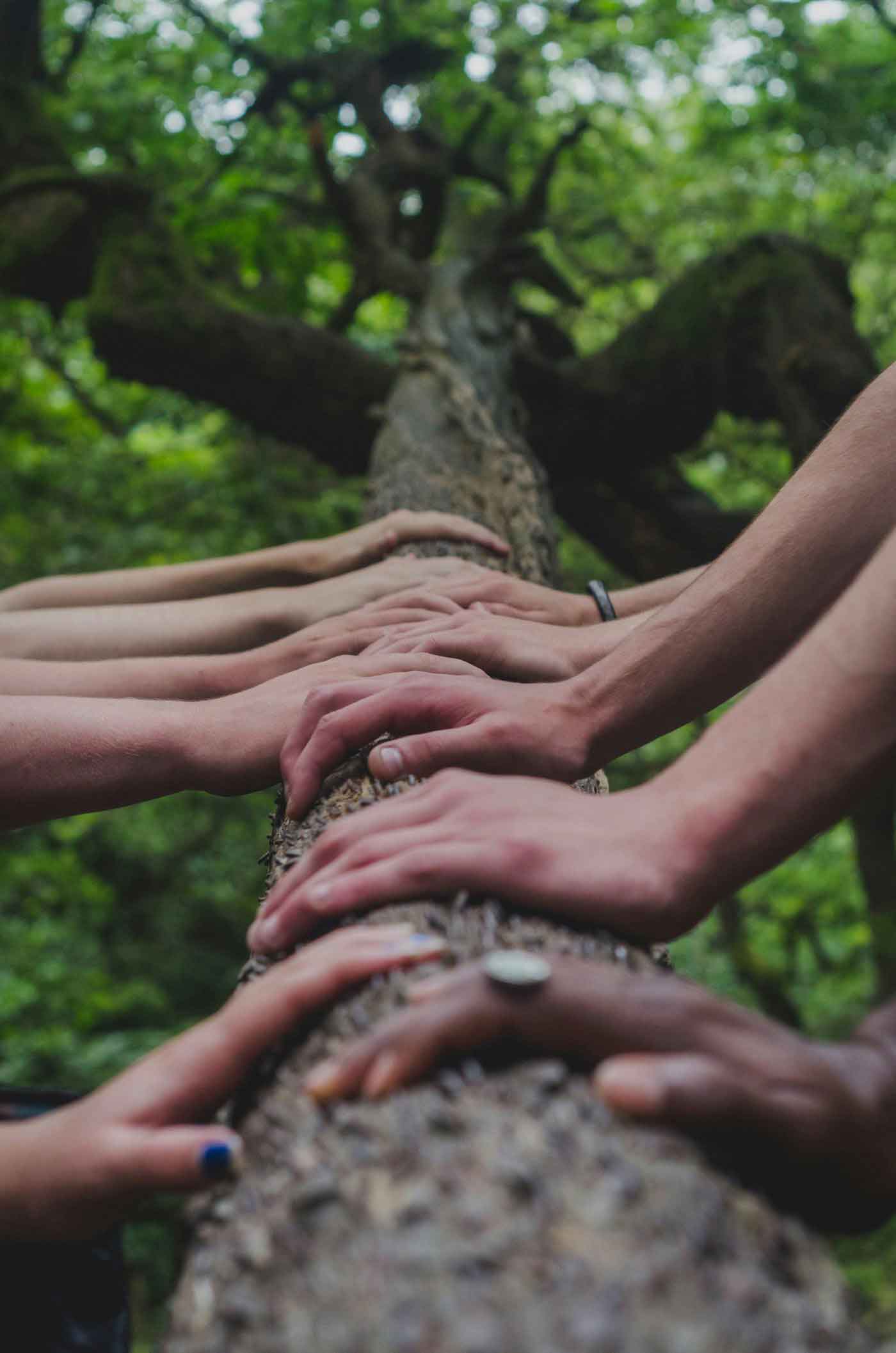 Hands joined together on a tree branch, symbolising the CLIMAware partnership